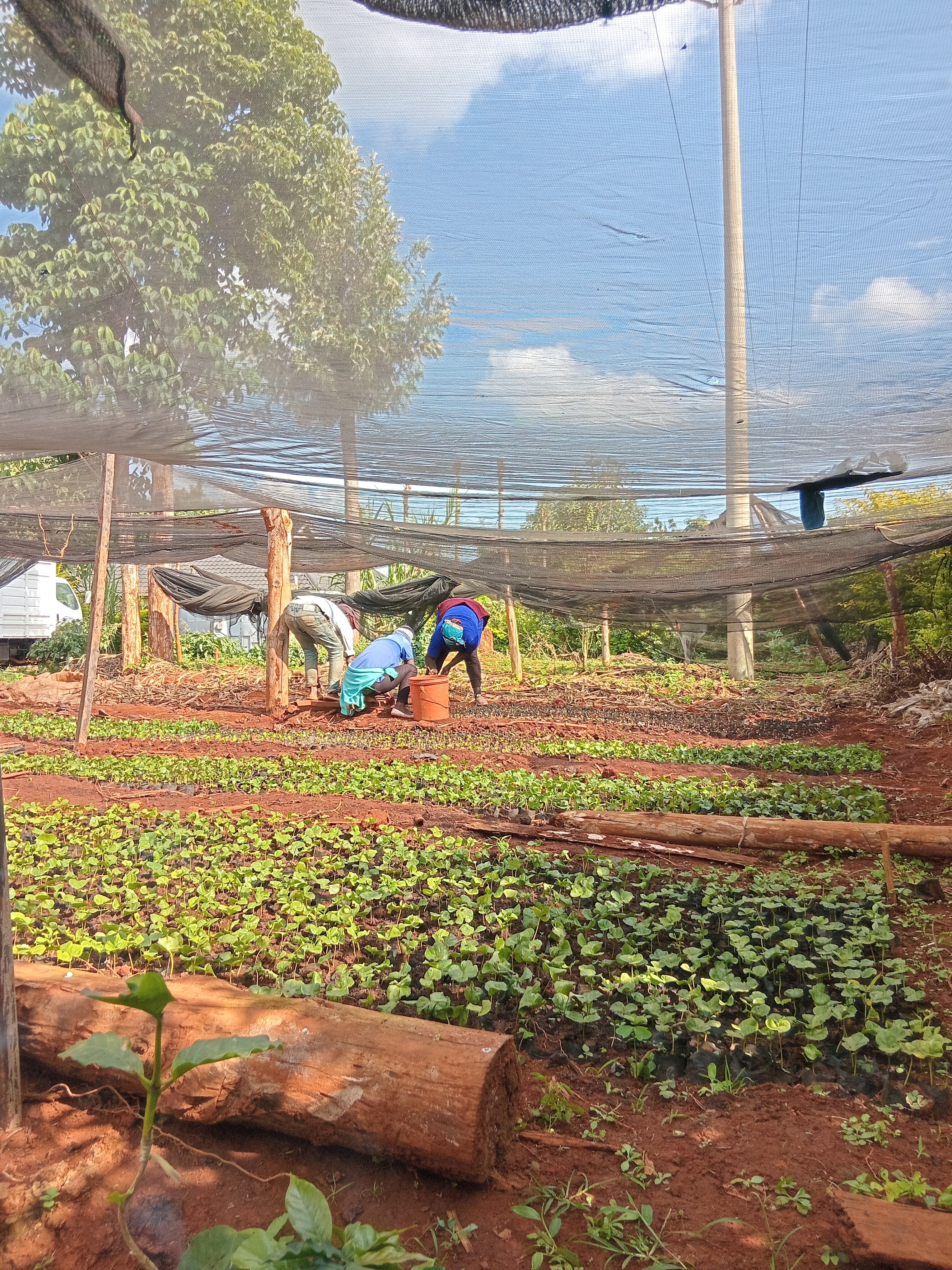 planting coffee